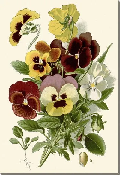 Картина Пэнси (1896-1897)