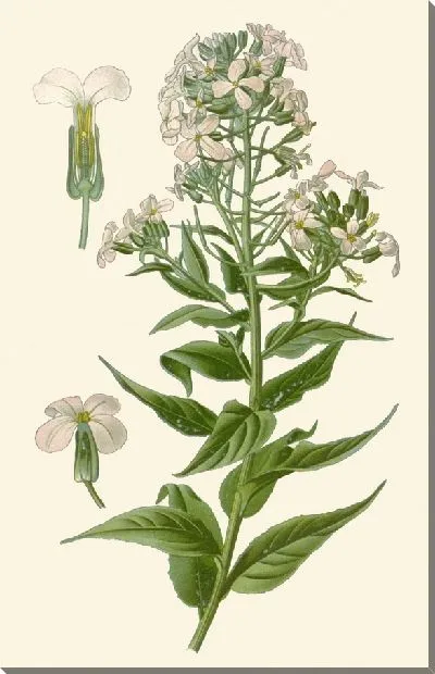 Картина Ракета (1896-1897)