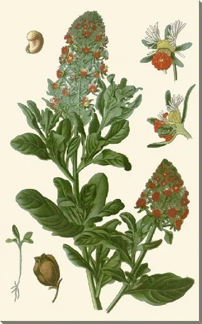 Картина Резеда (1896-1897)