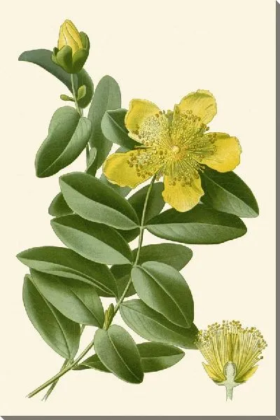 Картина Роза Шарона (1896-1897)