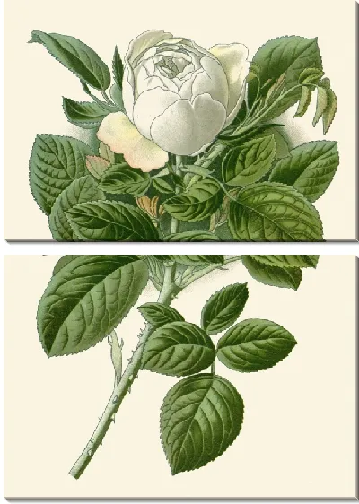 Картина Роза-баронесса Ротшильд (1896-1897)