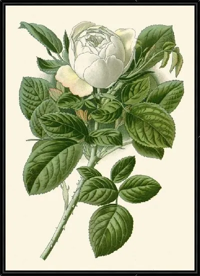 Картина Роза-баронесса Ротшильд (1896-1897)