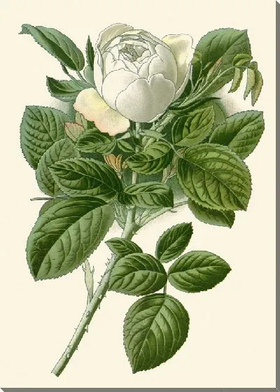 Картина Роза-баронесса Ротшильд (1896-1897)