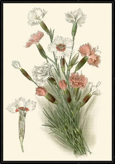 Картина Розовый (1896-1897)