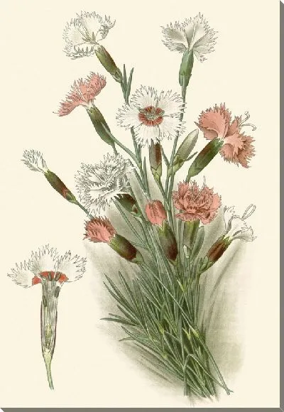 Картина Розовый (1896-1897)