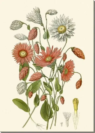 Картина Розовый Вечный Цветок (1896-1897)