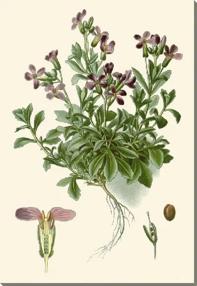 Картина Рок-Кресс (1896-1897)