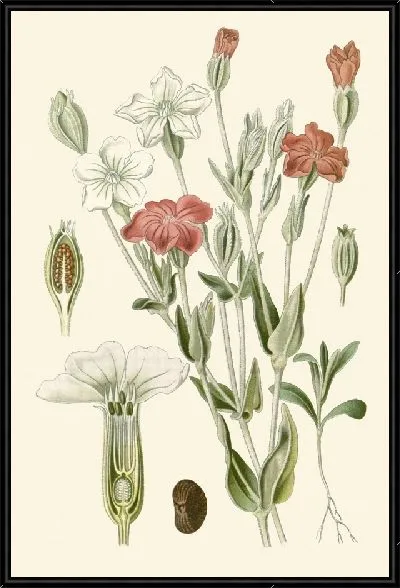 Картина Роуз Кэмпион (1896-1897)