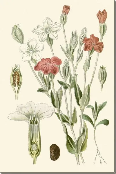 Картина Роуз Кэмпион (1896-1897)