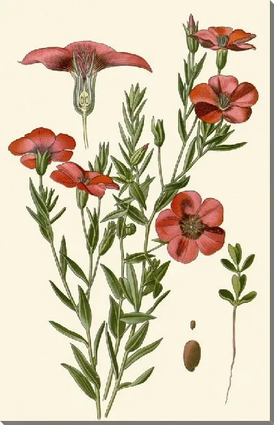 Картина Садовый лен (1896-1897)