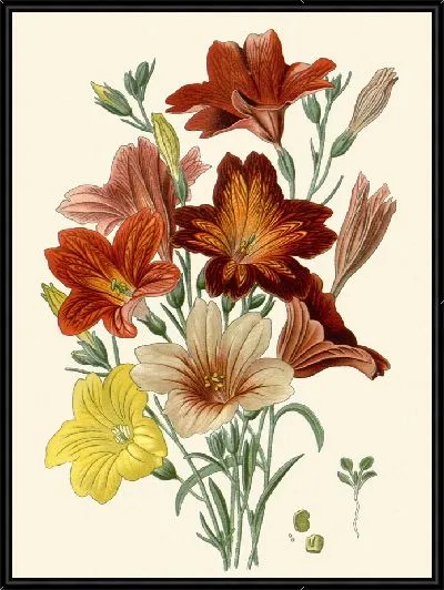 Картина Сальпиглоссис выемчатый (1896-1897)