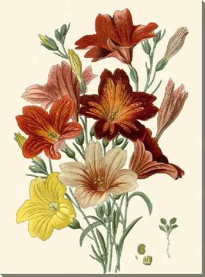 Картина Сальпиглоссис выемчатый (1896-1897)