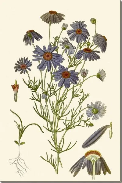 Картина Свон-Ривер Дейзи (1896-1897)