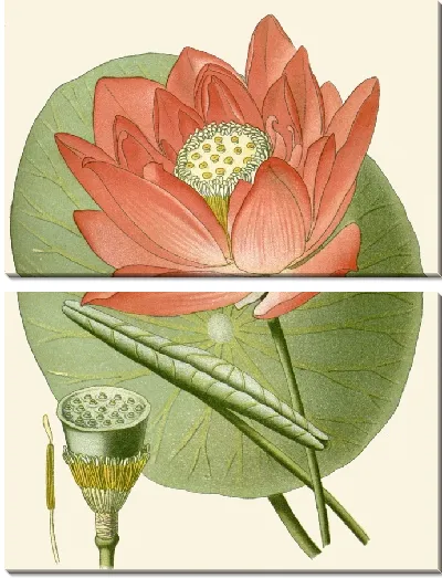 Картина Священный Боб (1896-1897)