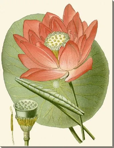 Картина Священный Боб (1896-1897)