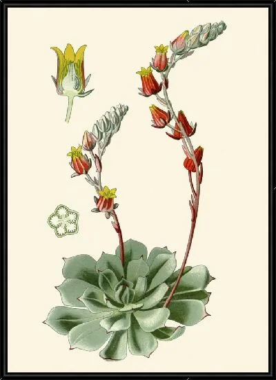 Картина Семядоля вторая (1896-1897)