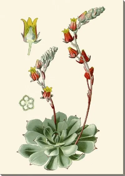 Картина Семядоля вторая (1896-1897)