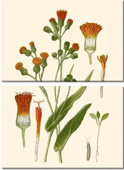 Картина Скарлет Какалия (1896-1897)