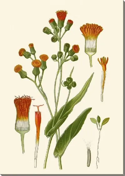 Картина Скарлет Какалия (1896-1897)