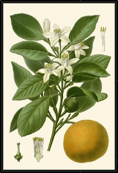 Картина Сладкий апельсин (1896-1897)