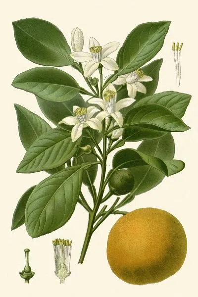 Картина Сладкий апельсин (1896-1897)