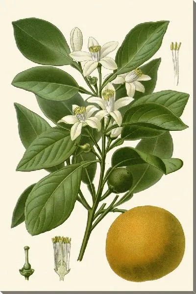 Картина Сладкий апельсин (1896-1897)