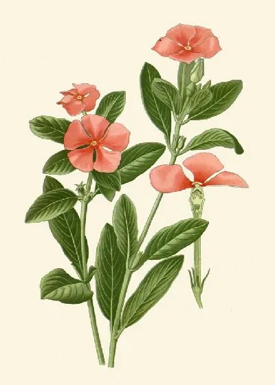 Картина Старая дева (1896-1897)