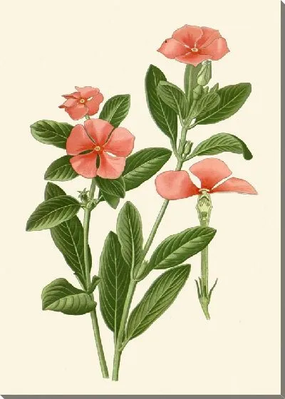 Картина Старая дева (1896-1897)