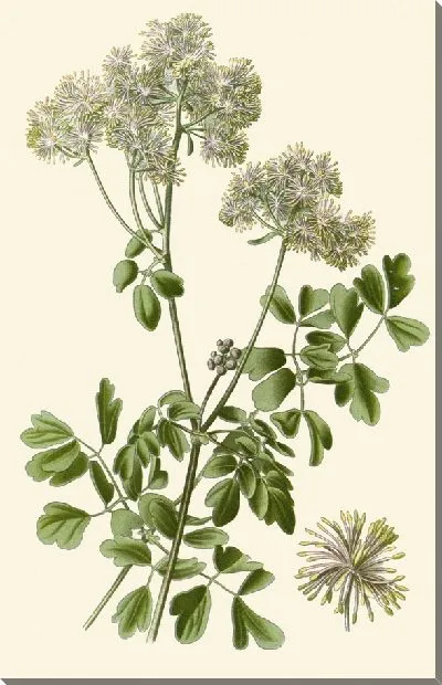 Картина Таликтрум Аквилегифолиум (1896-1897)