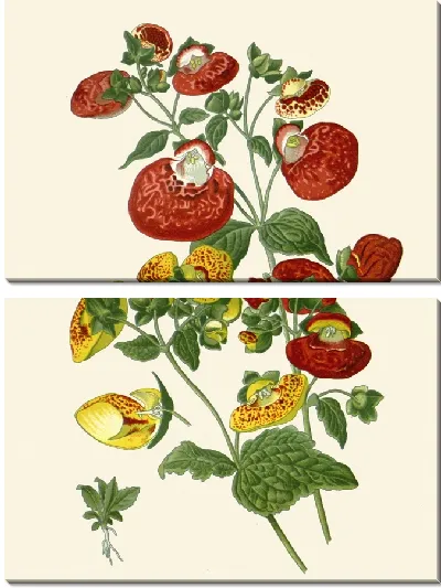 Картина Травянистые кальцеолярии (1896-1897)