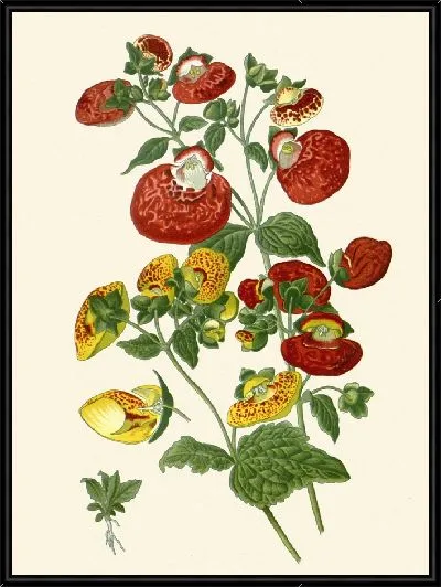 Картина Травянистые кальцеолярии (1896-1897)