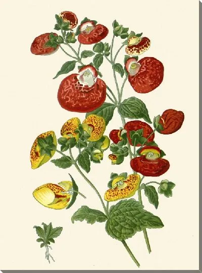 Картина Травянистые кальцеолярии (1896-1897)