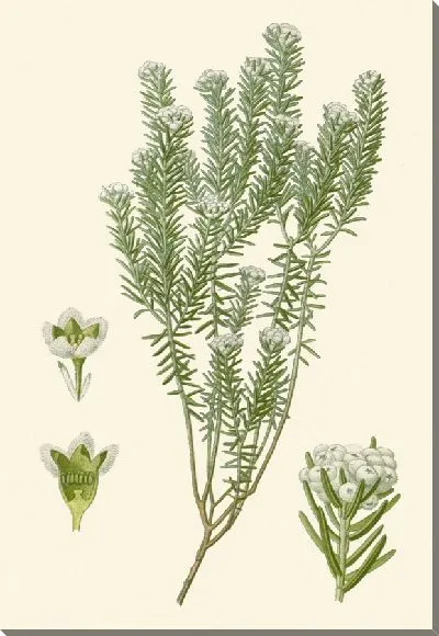 Картина Филика Эрикодес (1896–1897)