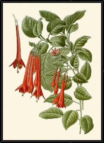 Картина Фуксия Фульгенс (1896-1897)