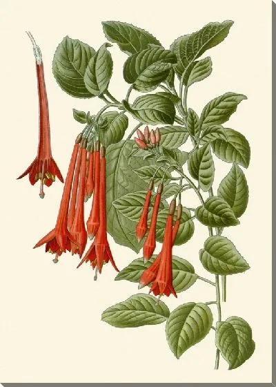 Картина Фуксия Фульгенс (1896-1897)