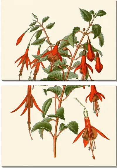 Картина Фуксия шаровидная (1896-1897)
