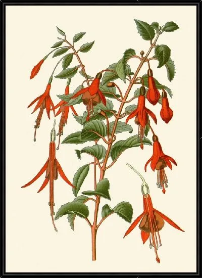 Картина Фуксия шаровидная (1896-1897)