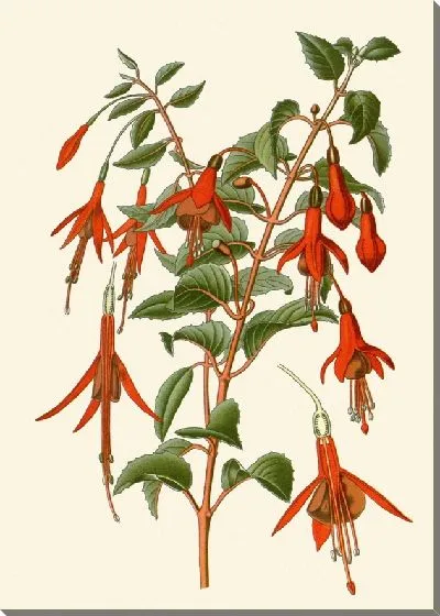 Картина Фуксия шаровидная (1896-1897)