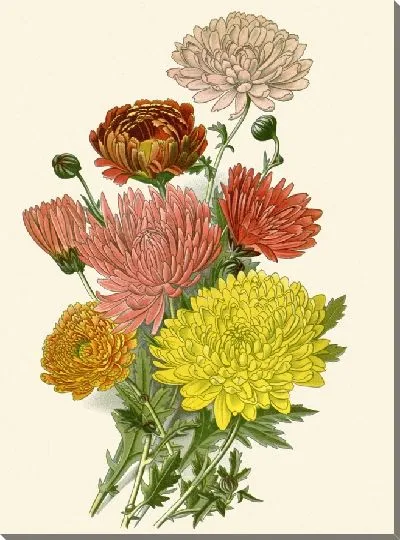Картина Хризантема китайская (1896-1897)