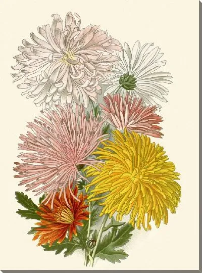 Картина Хризантемы (1896-1897)