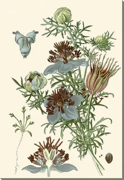 Картина Цветок испанского фенхеля (1896-1897)