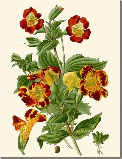 Картина Цветок обезьяны-арлекина (1896-1897)