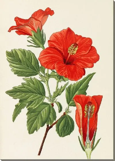 Картина Цветок туфельки (1896)