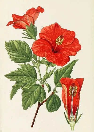 Картина Цветок туфельки (1896)