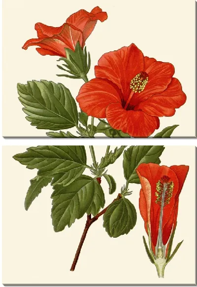 Картина Цветок туфельки - 2 (1896)