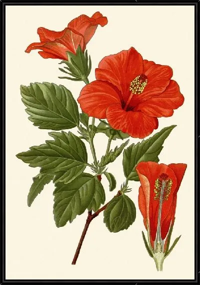 Картина Цветок туфельки - 2 (1896)