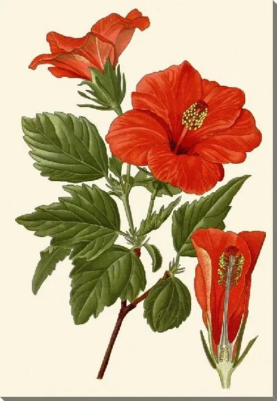 Картина Цветок туфельки - 2 (1896)