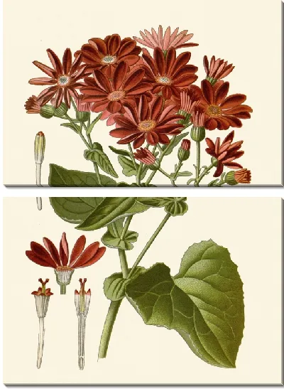 Картина Цинерария (1896-1897)