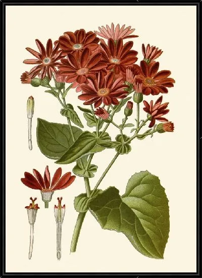 Картина Цинерария (1896-1897)