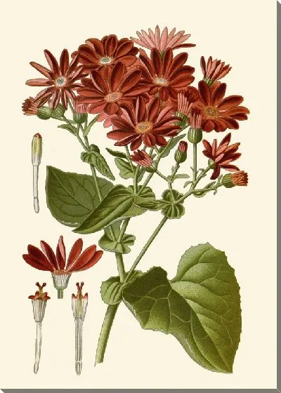 Картина Цинерария (1896-1897)